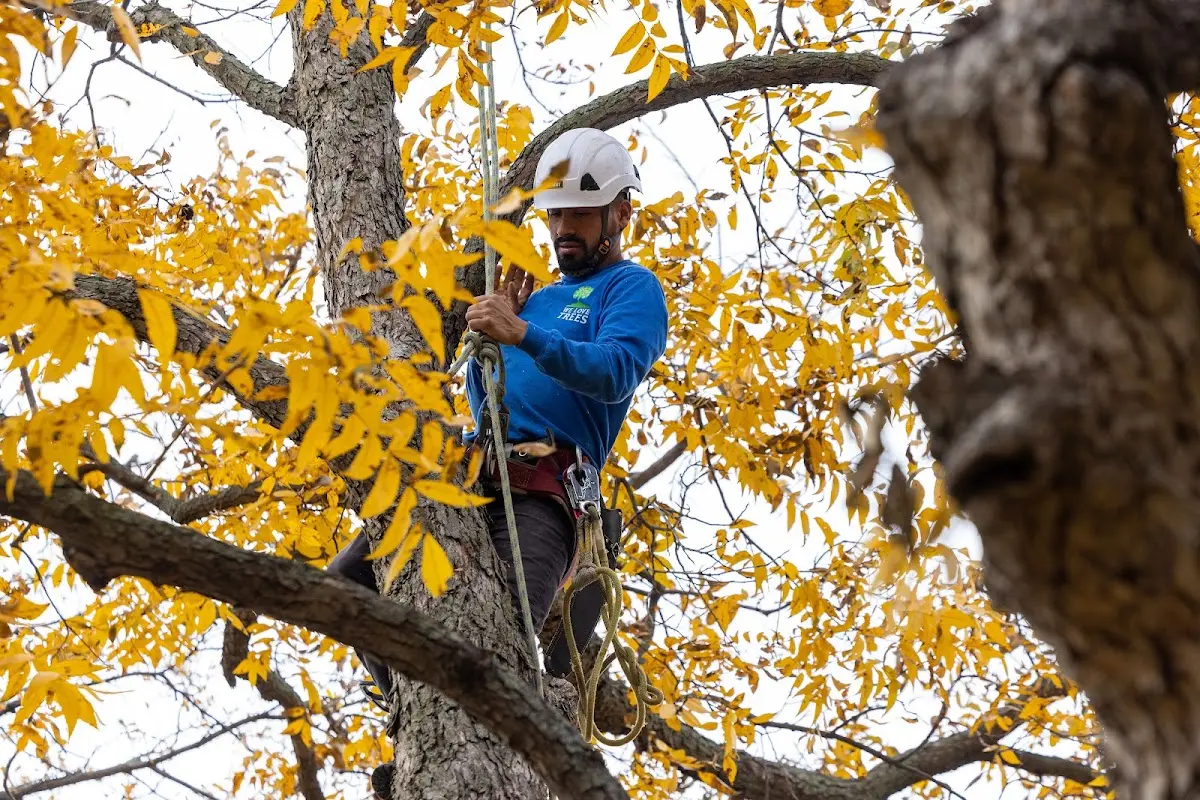 Skilled Tree Planting crew working in Canby